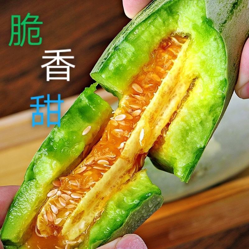 【实力推荐】博洋甜瓜苗绿宝甜瓜苗羊角蜜甜瓜苗