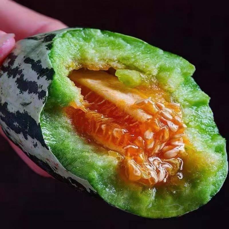 【实力推荐】博洋甜瓜苗绿宝甜瓜苗羊角蜜甜瓜苗