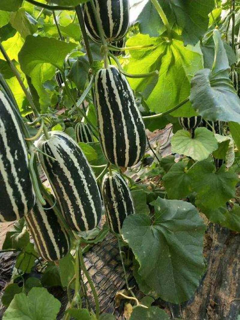 【实力推荐】博洋甜瓜苗绿宝甜瓜苗羊角蜜甜瓜苗