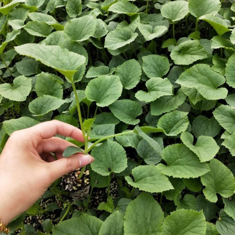 【实力推荐】博洋甜瓜苗绿宝甜瓜苗羊角蜜甜瓜苗