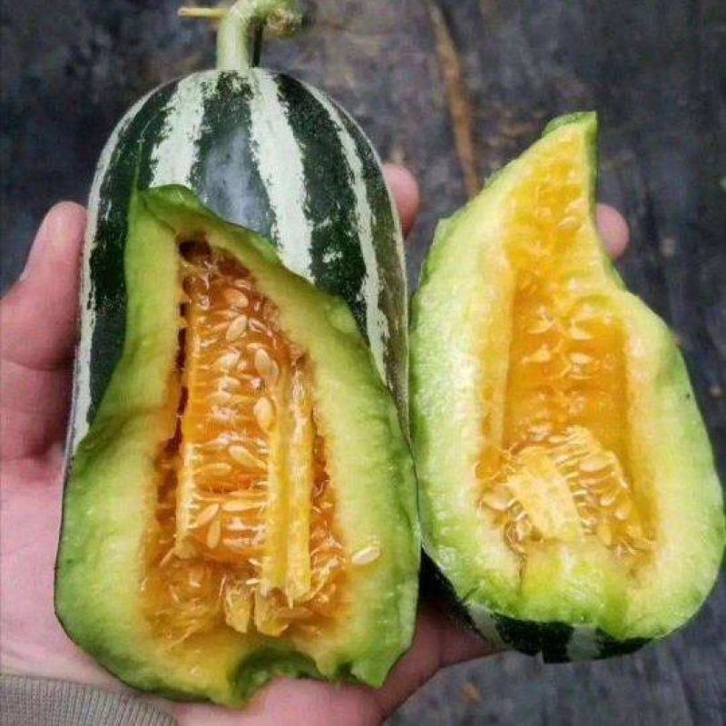 【实力推荐】博洋甜瓜苗绿宝甜瓜苗羊角蜜甜瓜苗