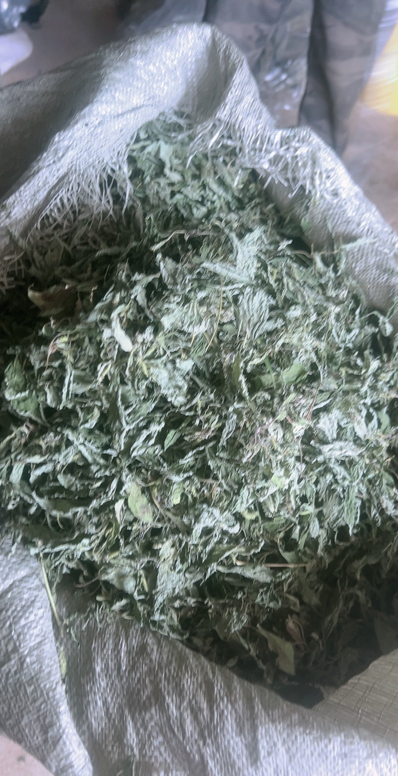 嘎嘎绿嘎嘎干的野生苏子叶