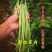 【长豆角】，安阳产地精选选豆角，品质保障价格美丽，耐运输