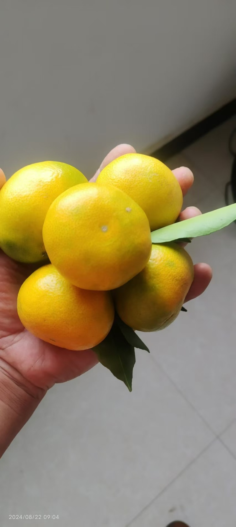 陕西蜜桔6~8公分光果