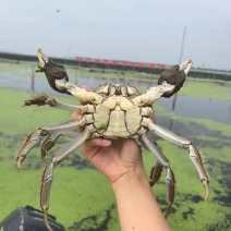 阳澄湖大闸蟹