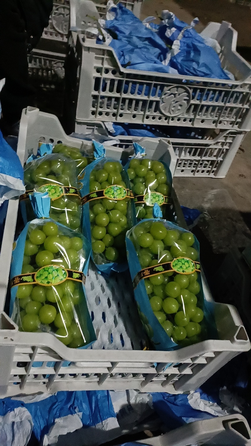 阳光玫瑰成熟了，老板们赶紧来喽！