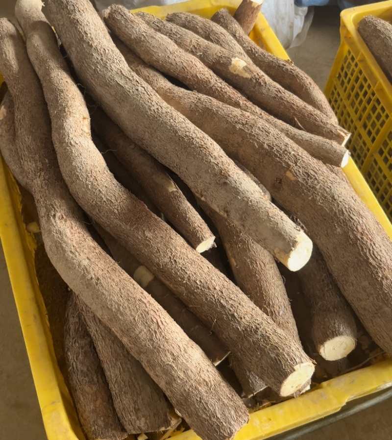 现货广西黄心木薯，承接各平台订单，代加工冷冻去皮切块木薯