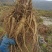 云南当归原产地直供价格美丽诱人货源充足保障