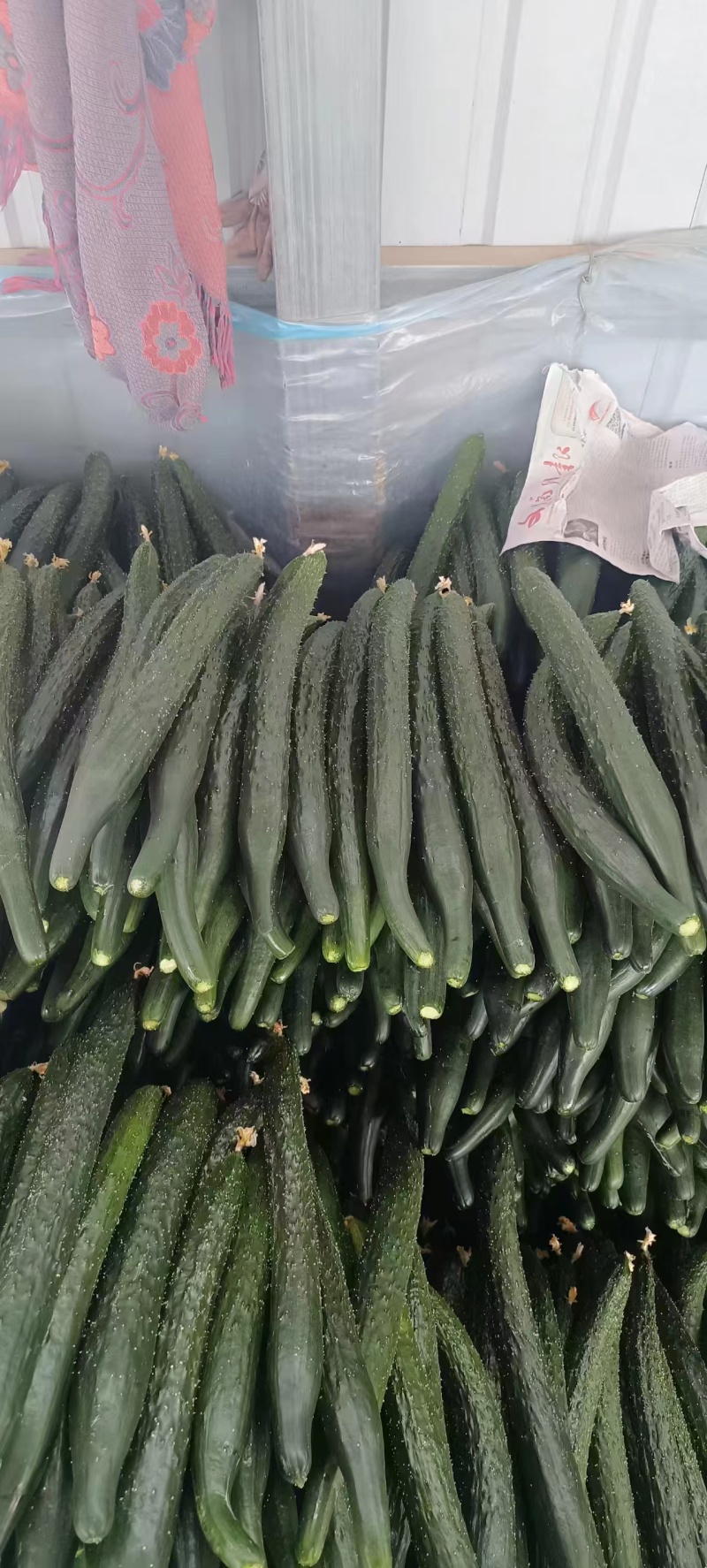 云南精品大棚黄瓜产地发货质量保证量大从诚信经营