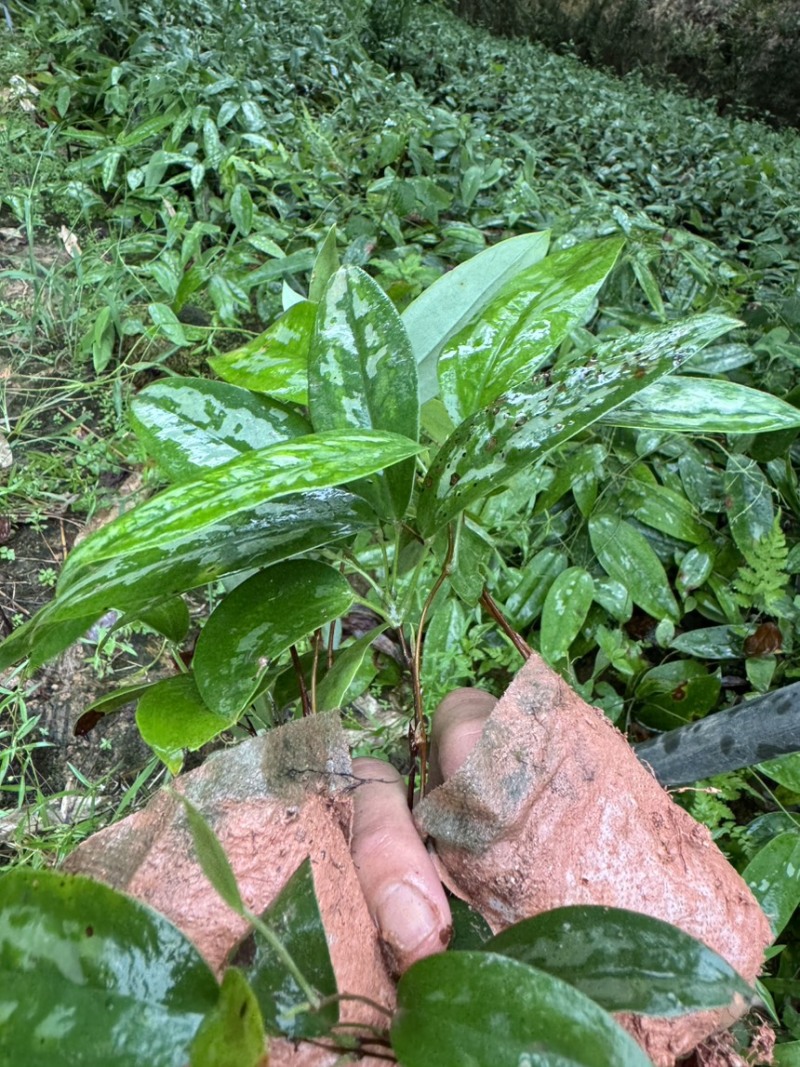 土茯苓苗