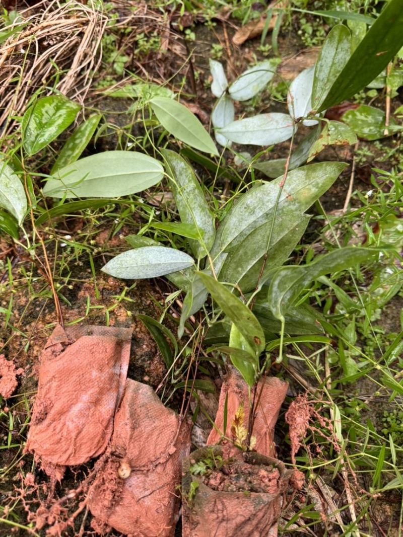 土茯苓苗