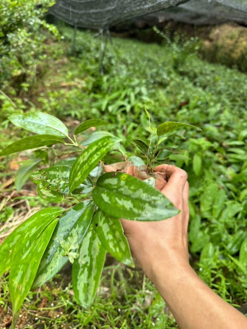 土茯苓苗