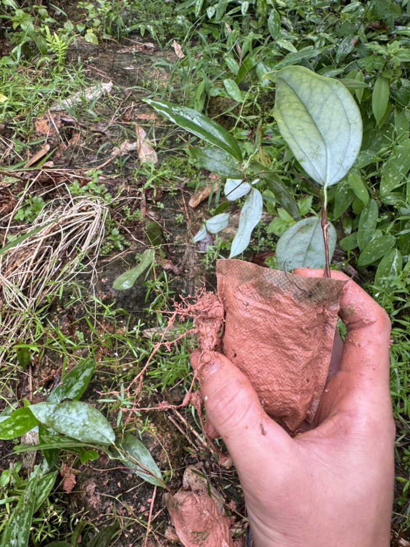 土茯苓苗