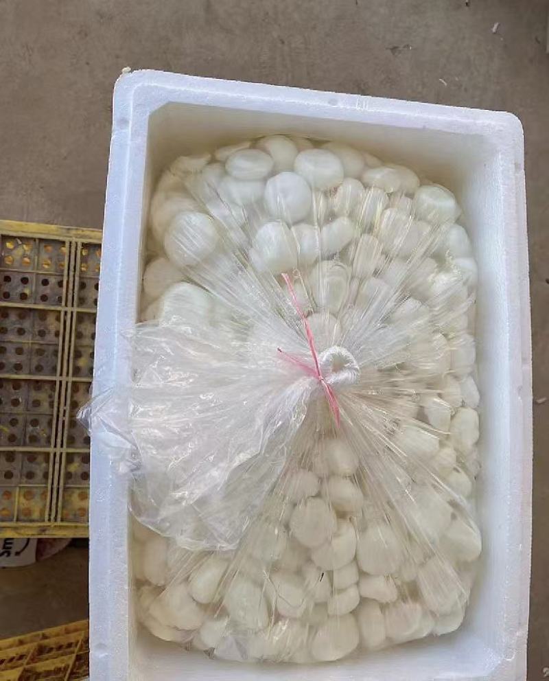 广西马蹄，水果马蹄，大量现货，价格便宜，产地代办全国发货