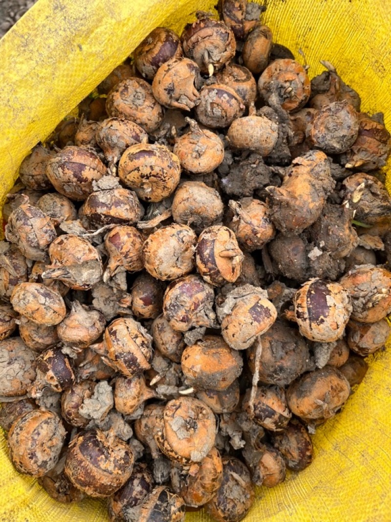 广西马蹄，水果马蹄，大量现货，价格便宜，产地代办全国发货