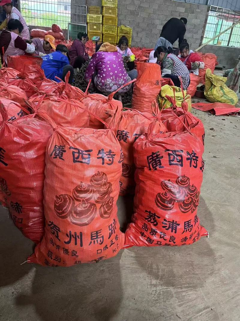 广西马蹄，水果马蹄，大量现货，价格便宜，产地代办全国发货
