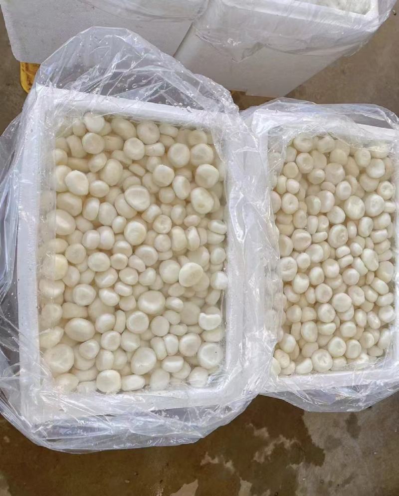 广西马蹄，水果马蹄，大量现货，价格便宜，产地代办全国发货