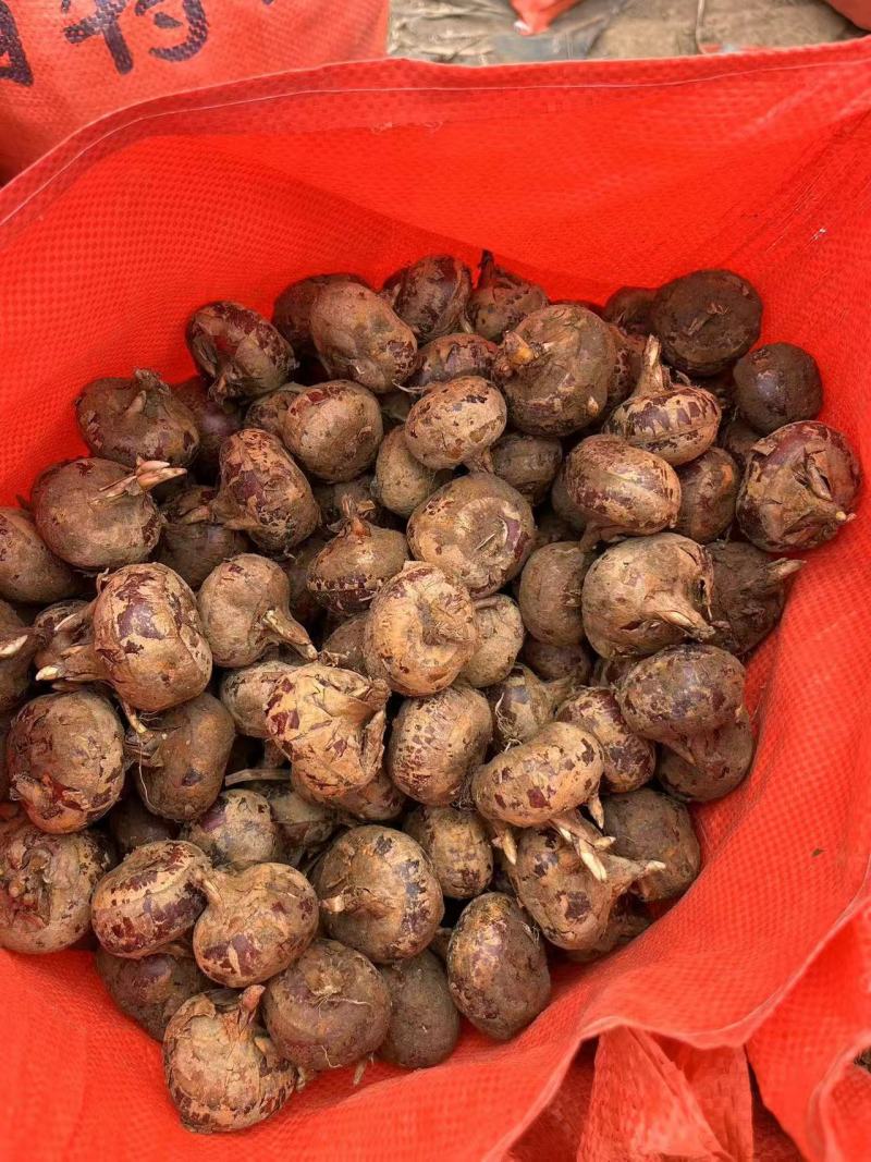 广西马蹄，水果马蹄，大量现货，价格便宜，产地代办全国发货