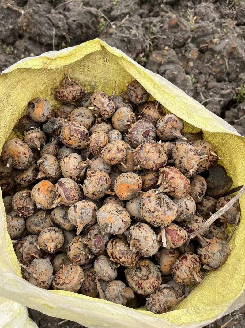 广西马蹄，水果马蹄，大量现货，价格便宜，产地代办全国发货