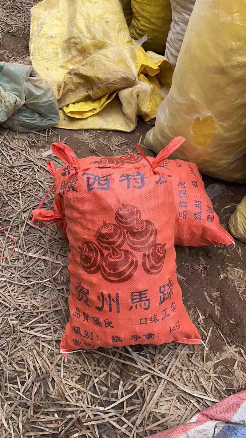 广西马蹄，水果马蹄，大量现货，价格便宜，产地代办全国发货