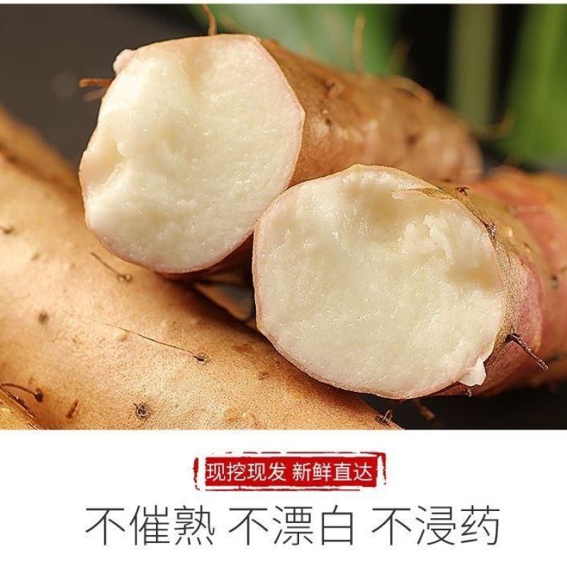精品双棒山药，产地一手货源，价格便宜，诚信经营，欢迎来电