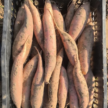河北省衡水市饶阳县红薯产区大量现货