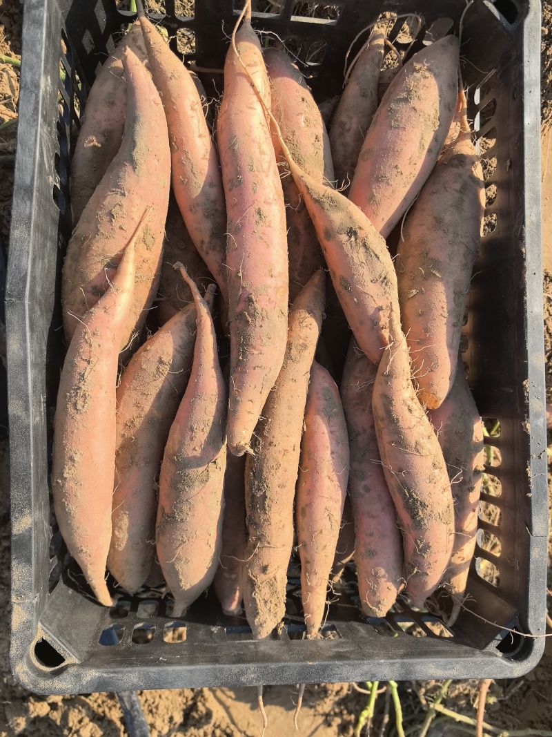河北省衡水市饶阳县红薯产区大量现货