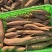 河北省衡水市饶阳县红薯产区大量现货