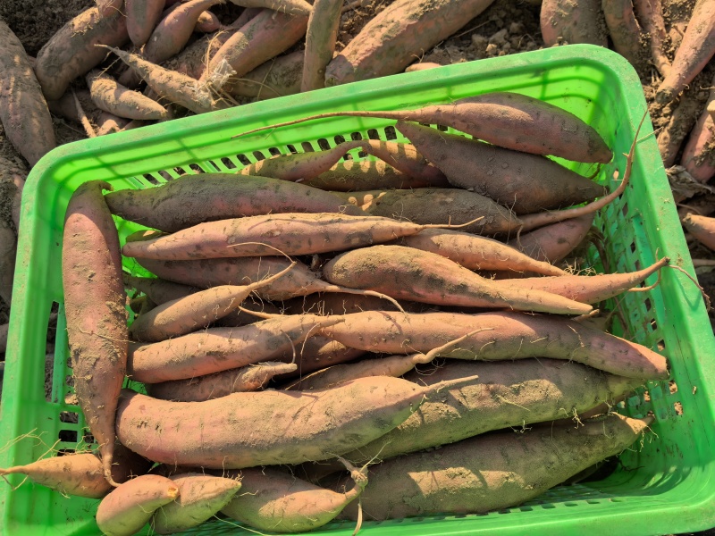 河北省衡水市饶阳县红薯产区大量现货