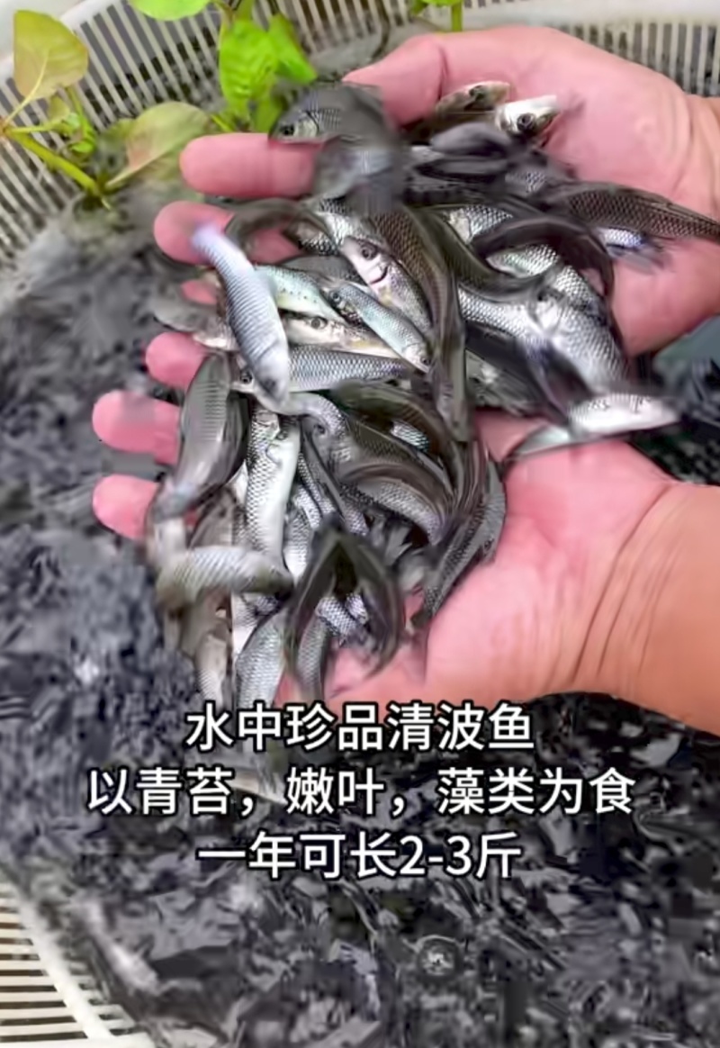 清波鱼苗中华倒刺鲃水中珍品抗病能力强市场价值高