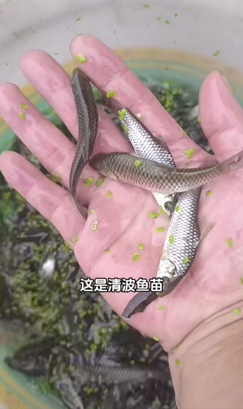 清波鱼苗中华倒刺鲃水中珍品抗病能力强市场价值高
