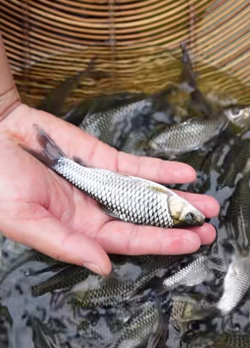 清波鱼苗中华倒刺鲃水中珍品抗病能力强市场价值高