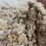 玉米发酵饲料