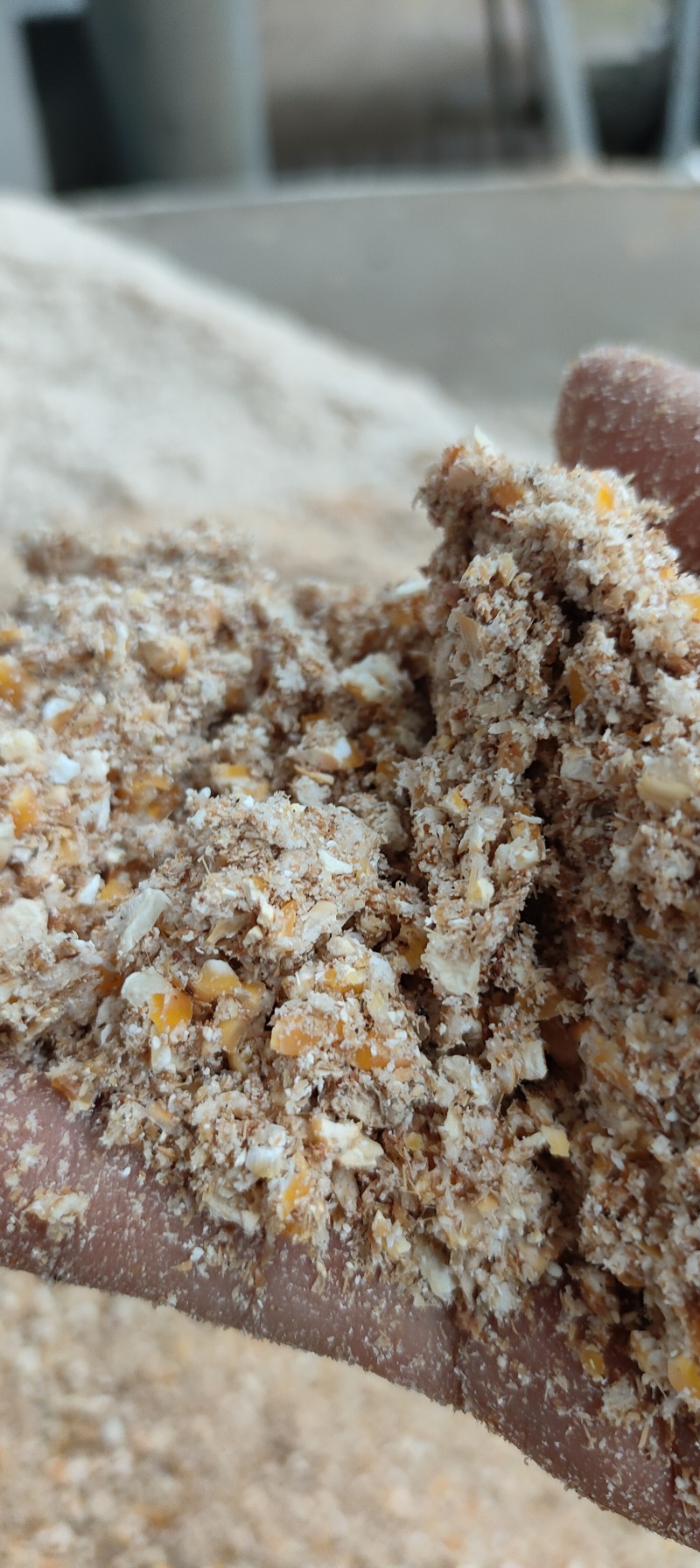 玉米发酵饲料