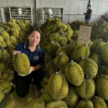 越南金枕榴莲，厂家直供，一手货源