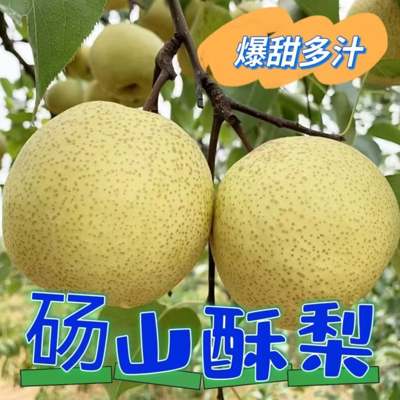 【今日推荐】砀山酥梨安徽酥梨产地直发视频看货品质保证