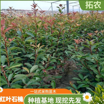 红叶石楠苗规格齐全易存活基地直发