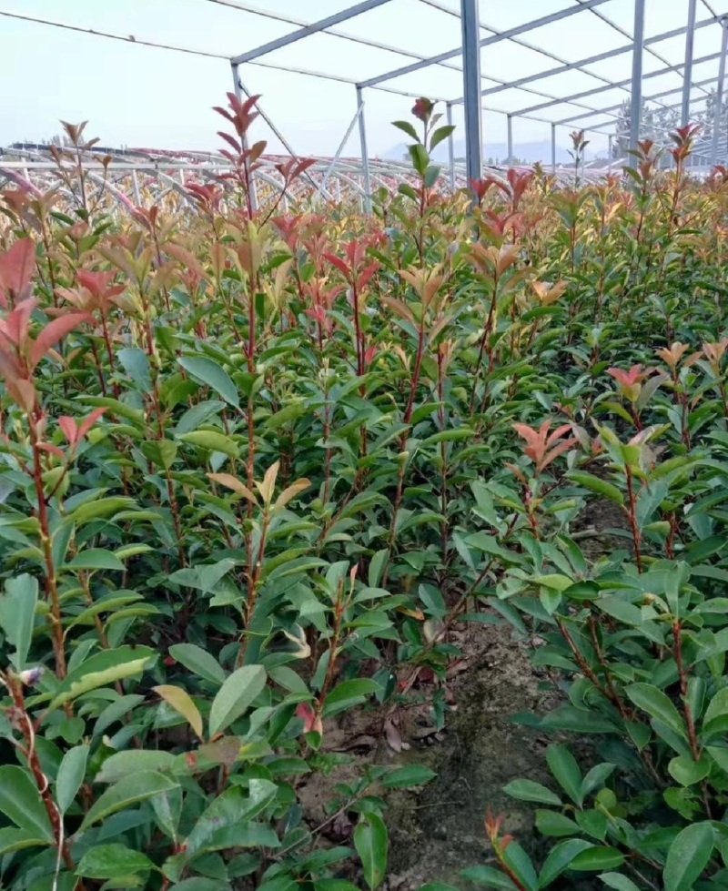 红叶石楠苗规格齐全易存活基地直发