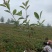 红叶石楠苗规格齐全易存活基地直发