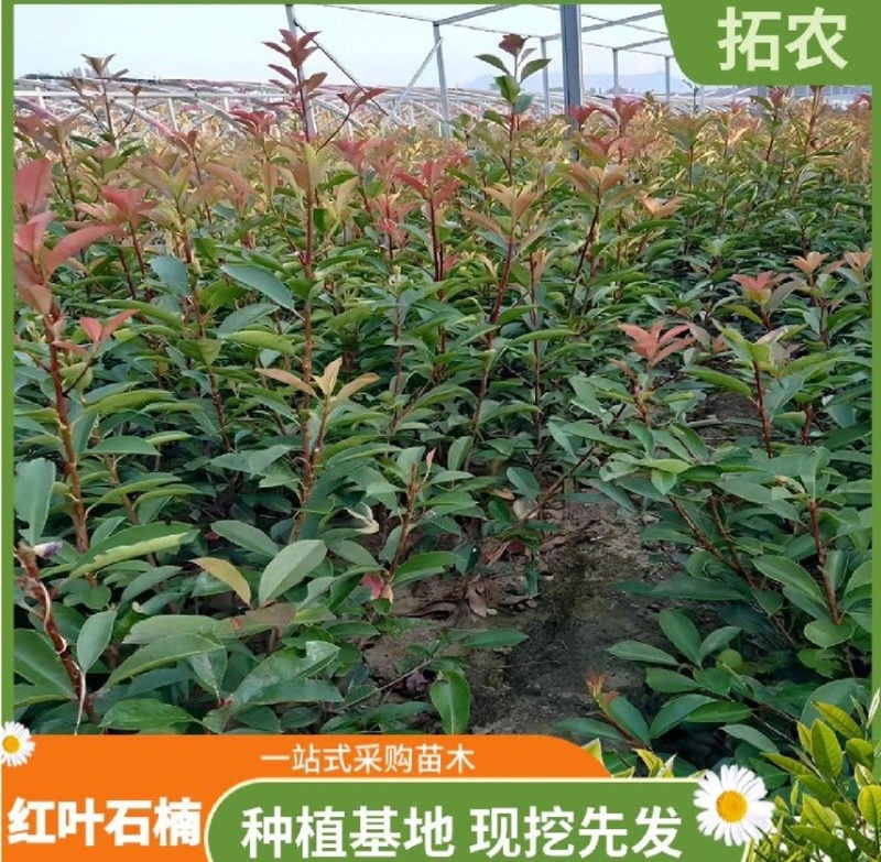 红叶石楠苗规格齐全易存活基地直发