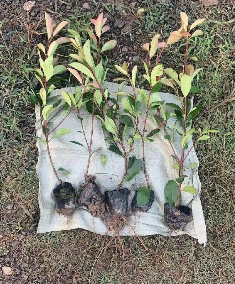 红叶石楠苗规格齐全易存活基地直发