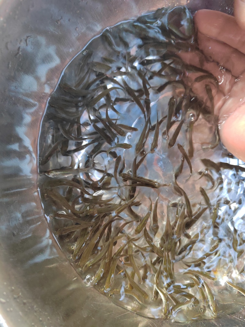 赤眼鳟鱼苗红眼鳟鱼苗红眼鱼红眼棒鱼生苗场直供