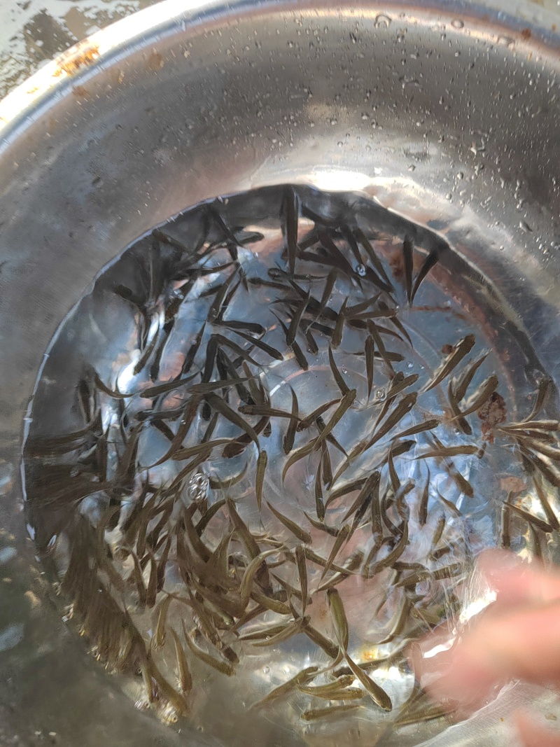 赤眼鳟鱼苗红眼鳟鱼苗红眼鱼红眼棒鱼生苗场直供