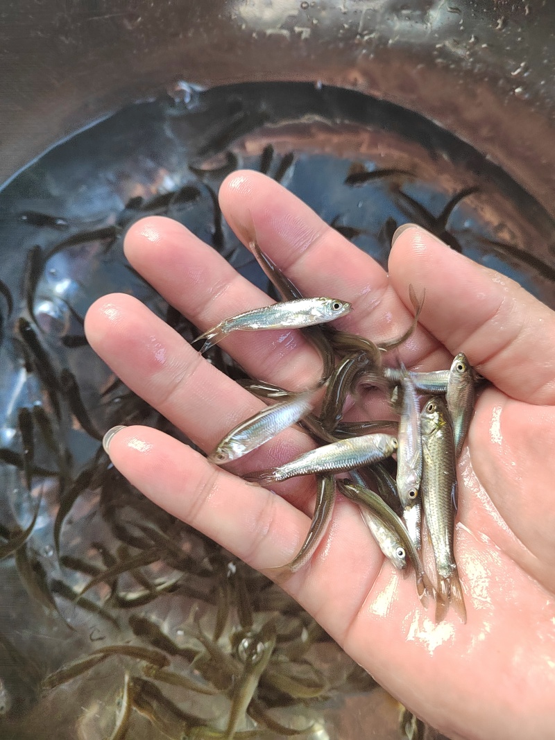 赤眼鳟鱼苗红眼鳟鱼苗红眼鱼红眼棒鱼生苗场直供