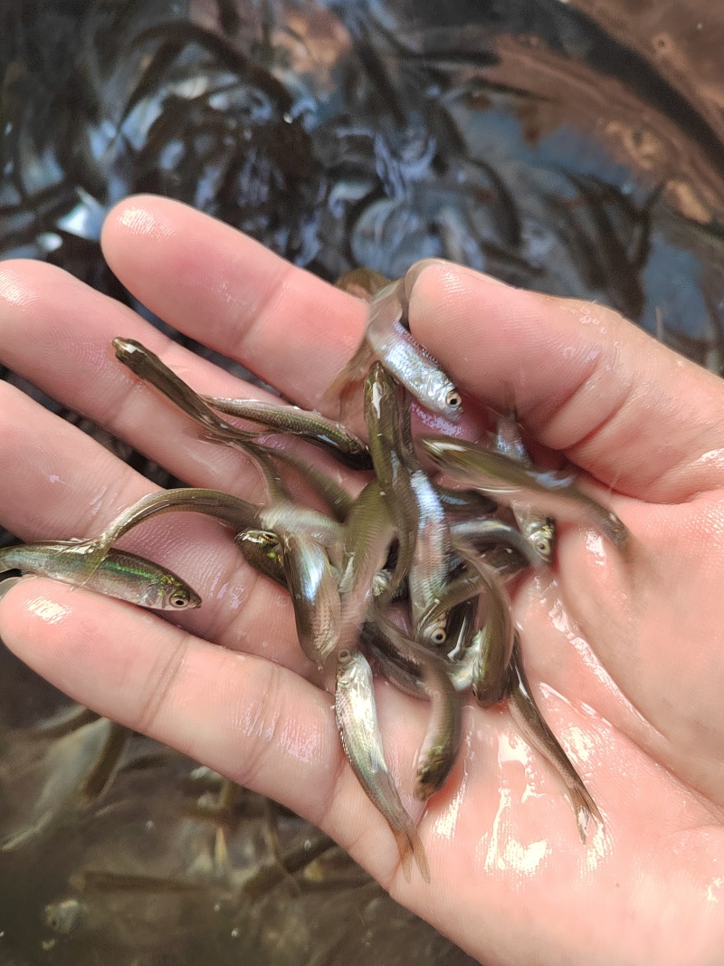 赤眼鳟鱼苗红眼鳟鱼苗红眼鱼红眼棒鱼生苗场直供
