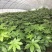 八角金盘苗产地直发价格优惠可视频看货