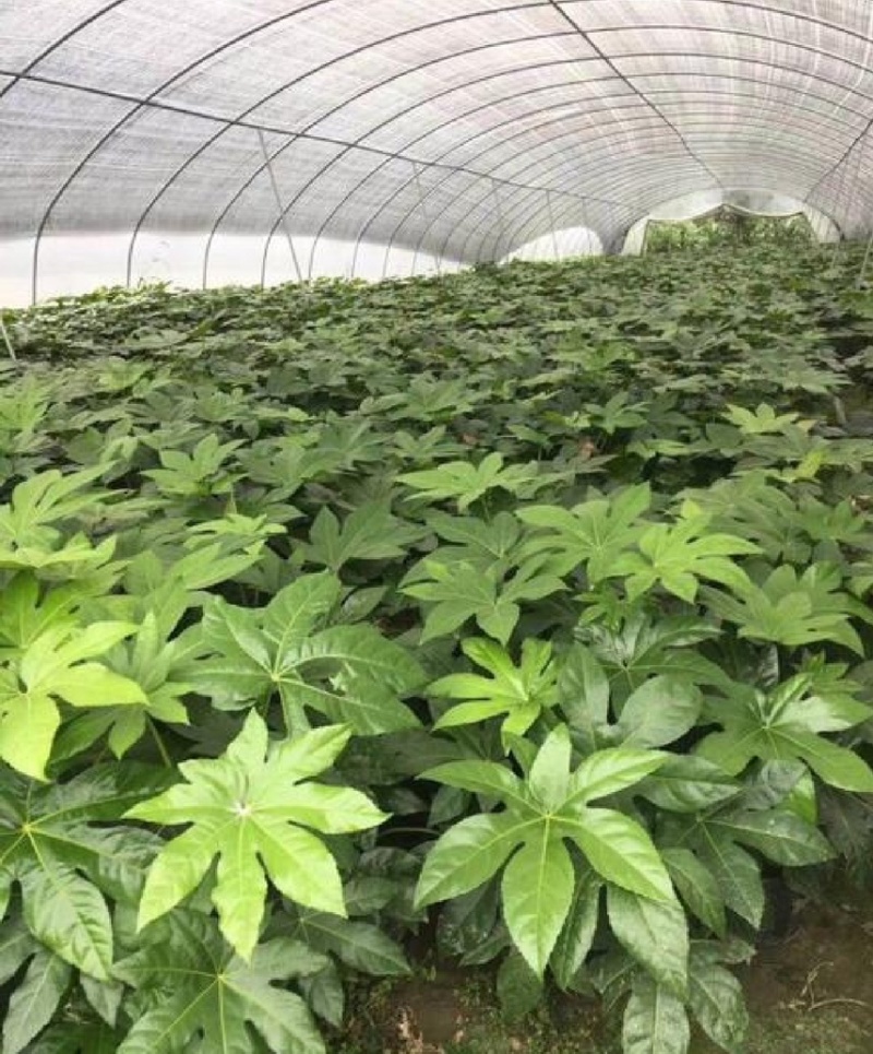 八角金盘苗产地直发价格优惠可视频看货