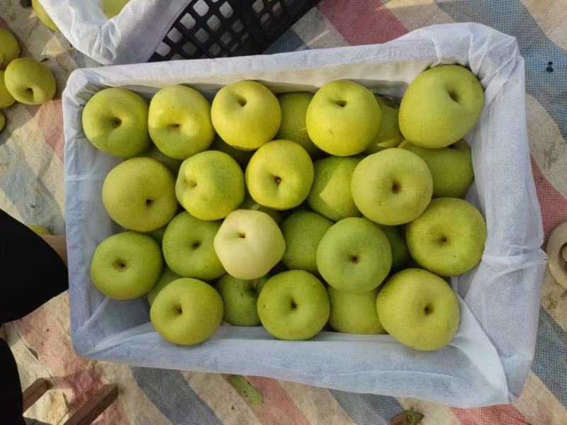 陕西咸阳酥梨大量供应，脆甜多汁，美味可口，梨比较大。