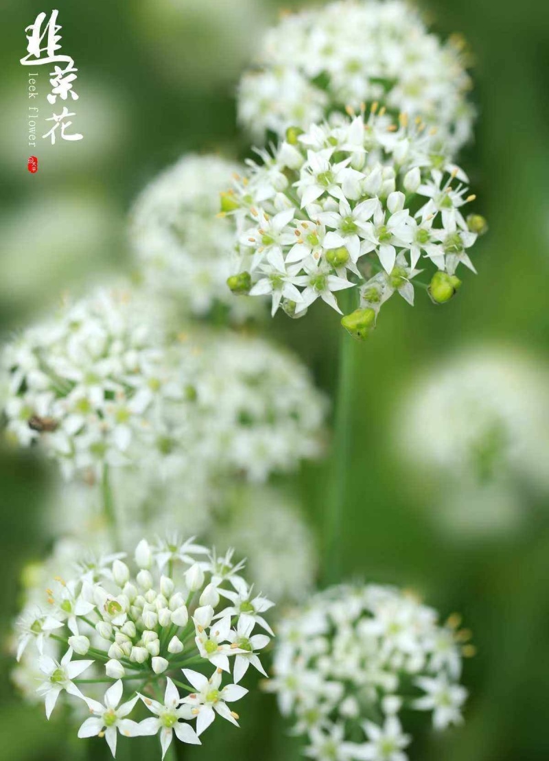 商用韭菜花酱量大，现做现发，电商现下均可，