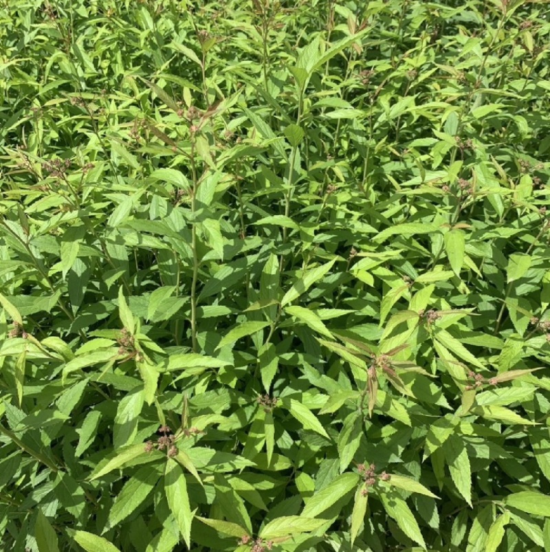 绣线菊苗价格优惠可视频看货